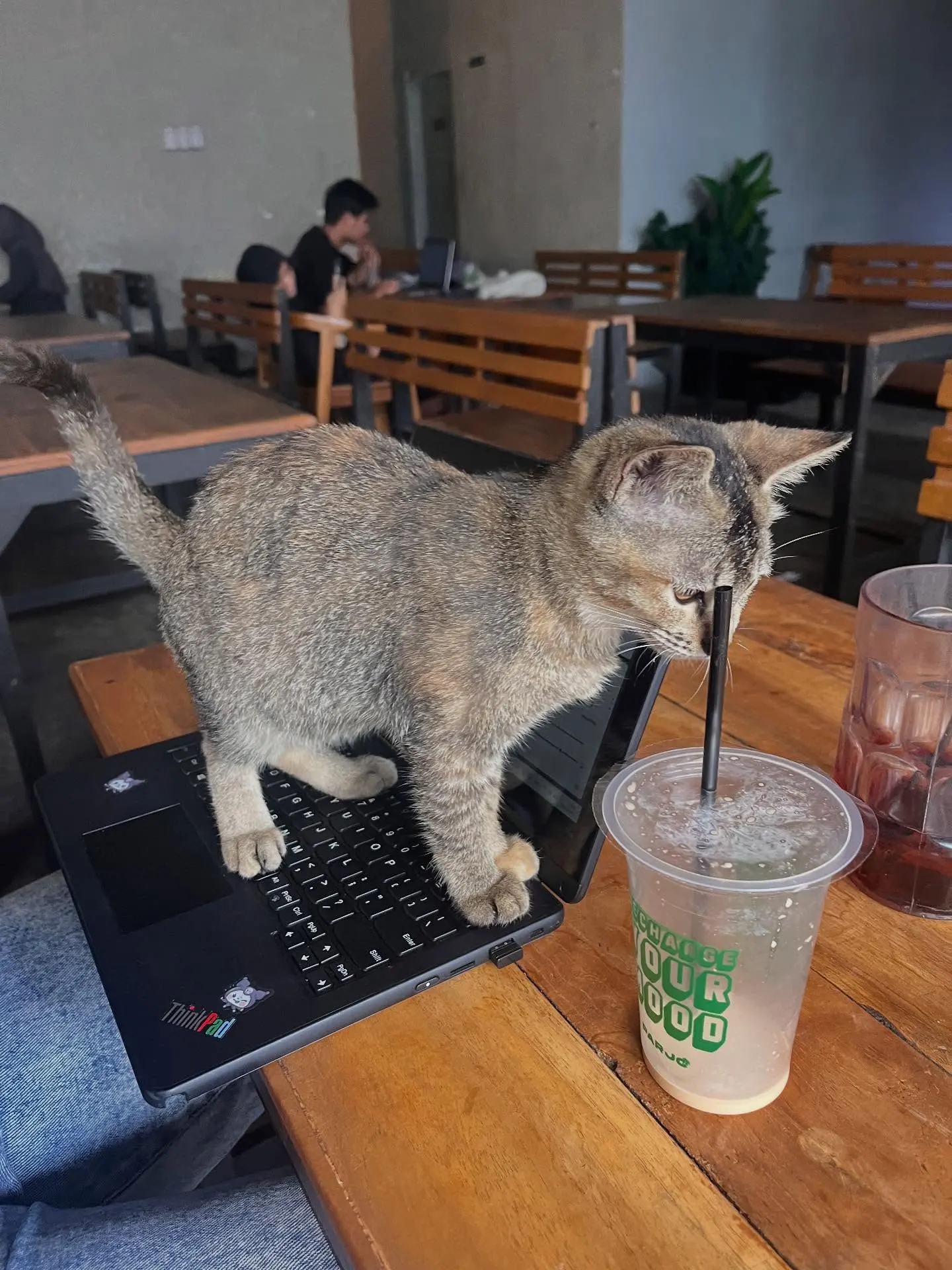 randomly take a cat picture